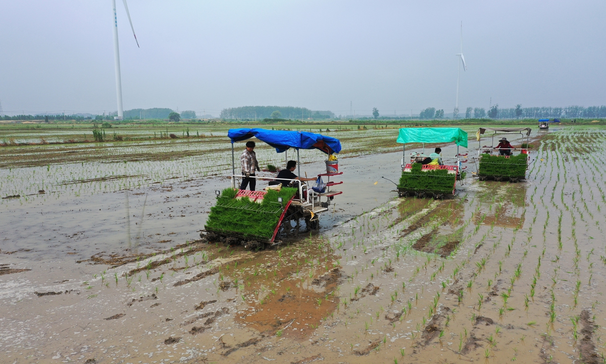 Farmers rush to plant rice seedlings in Suining county, East China's Jiangsu Province, a main agriculture base, on June 23, 2024. The county's drought was alleviated after heavy rain on Friday and farmers are seizing the opportunity to plant some autumn crops. China has set a goal of ensuring grain output will exceed 1.3 trillion jin (650 billion kilograms) this year. Photo: cnsphoto