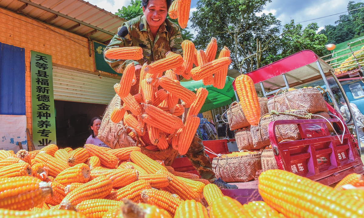 A farmer unloads corn from a truck in Tiandeng county, South China's Guangxi Zhuang Autonomous Region on June 23, 2024. China is in its peak summer harvest season, which usually runs from May to late June. China expects a bumper summer harvest, contributing to global food supplies. Photo: cnsphoto