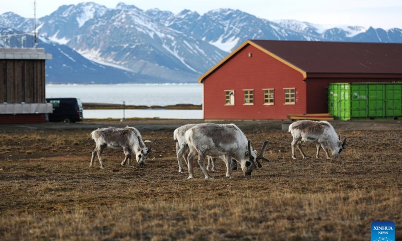 Reindeer eat grass in Ny-Alesund, Svalbard, Norway, June 20, 2024. As the world's northernmost permanent settlement, Ny-Alesund has four months of continuous daylight and four months of lasting darkness each year. From late April to late August, the sun never sets, treating visitors to the spectacle of the midnight sun.(Photo: Xinhua)