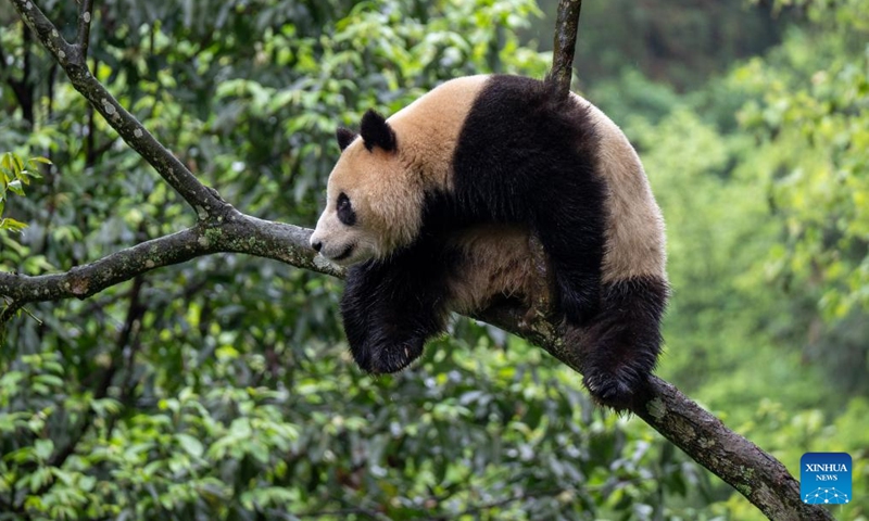 This photo taken on April 18, 2024 shows giant panda Xin Bao at the Bifengxia Panda Base of the China Conservation and Research Center for the Giant Panda in Ya'an, southwest China's Sichuan Province.(Photo: Xinhua)