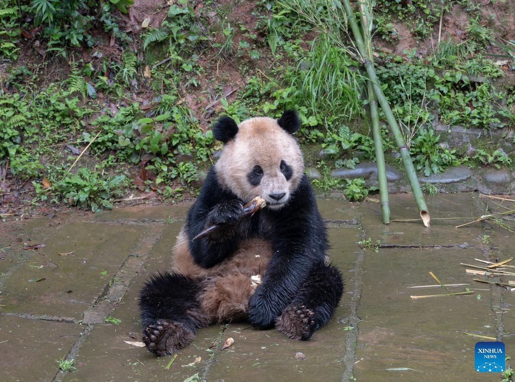 This photo taken on April 18, 2024 shows giant panda Yun Chuan at the Bifengxia Panda Base of the China Conservation and Research Center for the Giant Panda in Ya'an, southwest China's Sichuan Province.(Photo: Xinhua)