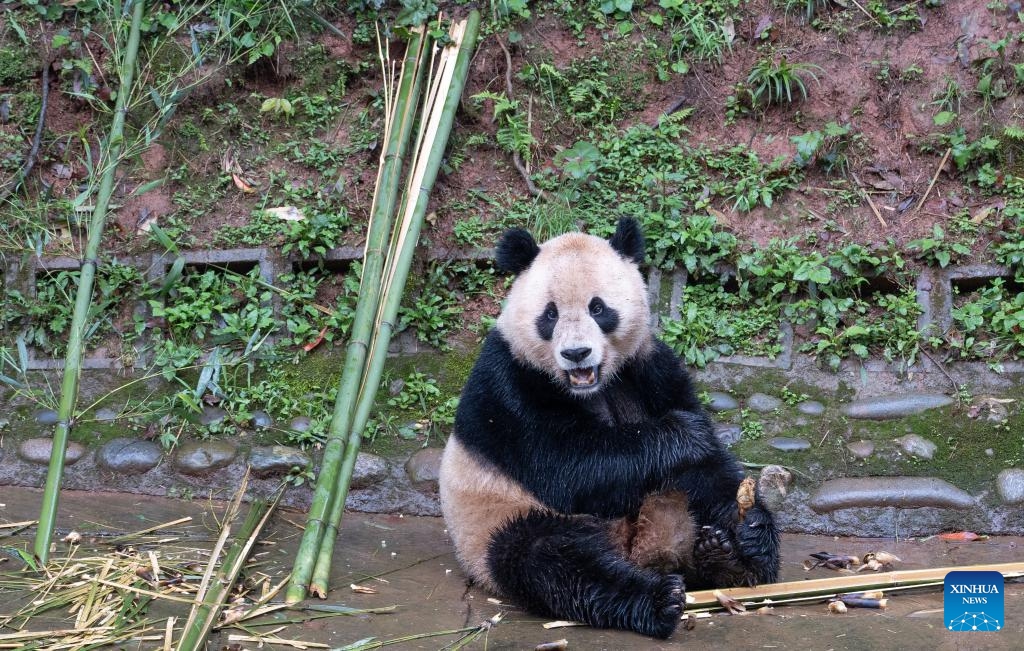 This photo taken on April 18, 2024 shows giant panda Yun Chuan at the Bifengxia Panda Base of the China Conservation and Research Center for the Giant Panda in Ya'an, southwest China's Sichuan Province.(Photo: Xinhua)