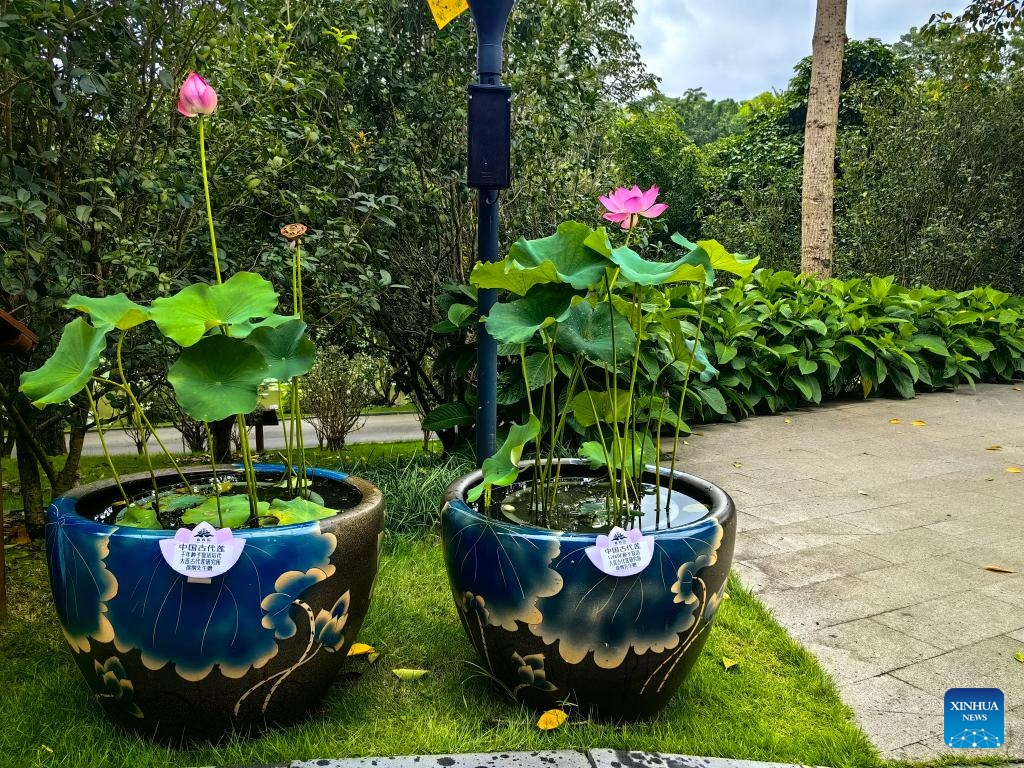 Lotuses growing from ancient seeds are displayed at the Nanning botanical garden in Nanning, south China's Guangxi Zhuang Autonomous Region, June 18, 2024.(Photo: Xinhua)