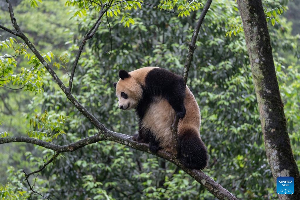 This photo taken on April 18, 2024 shows giant panda Xin Bao at the Bifengxia Panda Base of the China Conservation and Research Center for the Giant Panda in Ya'an, southwest China's Sichuan Province.(Photo: Xinhua)