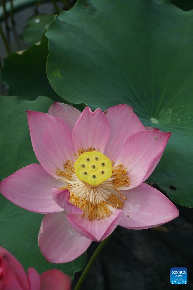 This photo taken on June 1, 2024 shows the blossom of a millennium-old lotus seed at the Nanning botanical garden in Nanning, south China's Guangxi Zhuang Autonomous Region.(Photo: Xinhua)