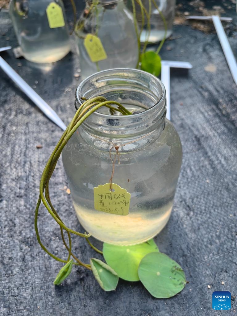 This photo taken on May 19, 2023 shows the millennium-old lotus seeds being revived by researchers at the Nanning botanical garden in Nanning, south China's Guangxi Zhuang Autonomous Region.(Photo: Xinhua)