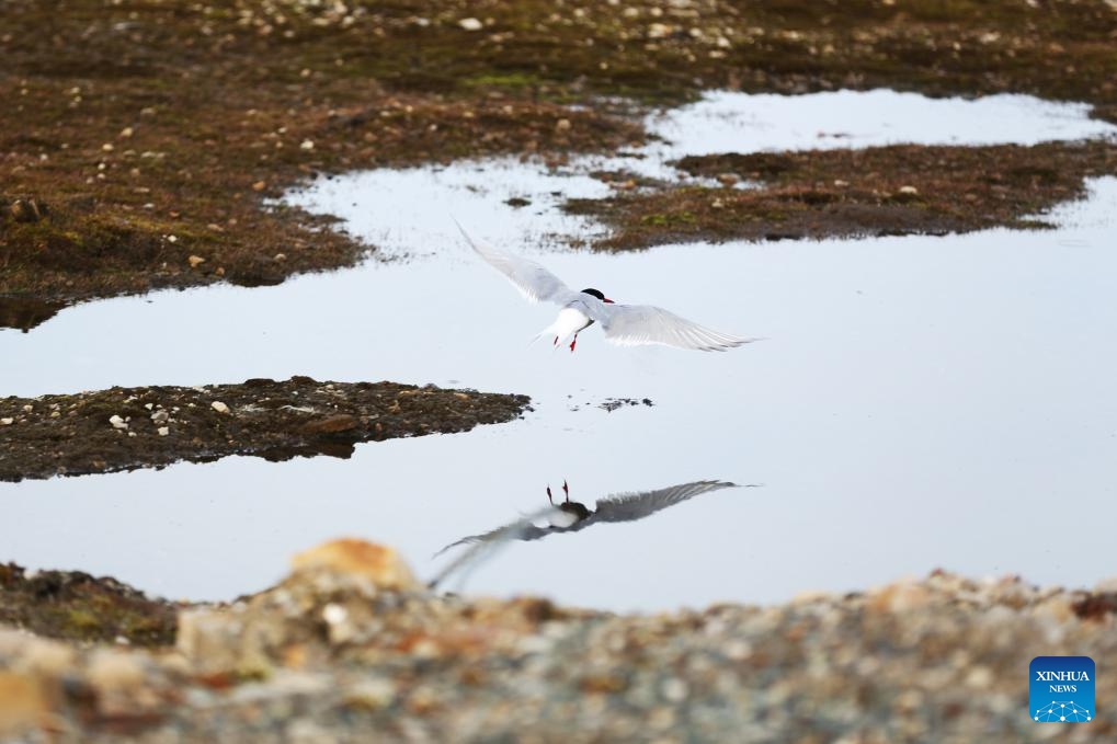 An arctic tern flies over waters in Ny-Alesund, Svalbard, Norway, June 20, 2024. As the world's northernmost permanent settlement, Ny-Alesund has four months of continuous daylight and four months of lasting darkness each year. From late April to late August, the sun never sets, treating visitors to the spectacle of the midnight sun.(Photo: Xinhua)