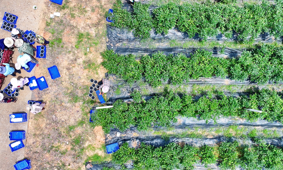 Fruit farmers pick blueberry  to supply the market in Fuzhou, East China's Jiangxi Province on June 27, 2024. This industry has not only boosted local employment but also increased the income of participating farmers. Photo: VCG