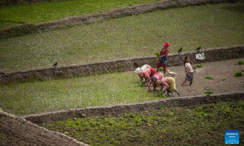Farmers work in a paddy field on the occasion of National Paddy Day in Lalitpur, Nepal, June 29, 2024. The National Paddy Day of Nepal marks the beginning of the paddy planting season in the country. (Photo by Hari Maharjan/Xinhua)