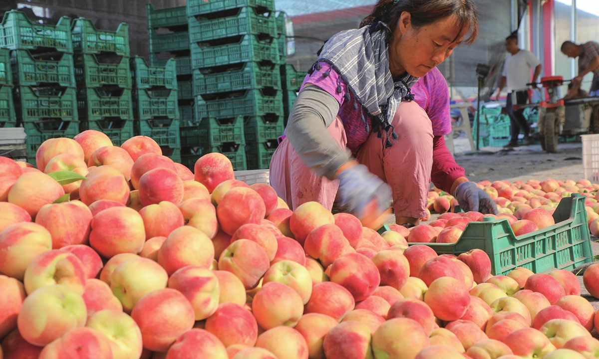 An employee of a fruit cooperative sorts peaches in Binzhou, East China's Shandong Province on June 30, 2024. The cooperative has 350 mu (23.3 hectares) of peach trees, and this year, it is expected to harvest 2,000-2,500 kilograms of peaches per mu, with an output value of over 10,000 yuan ($1,376) per mu. Photo: VCG