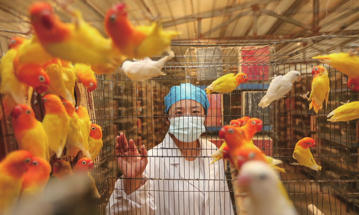 A worker feeds parrots at a farm in Sipu village of Suixi county, East China's Anhui Province on July 3, 2024. Farmers in the county breed a total of more than 30,000 pairs of parrots annually, which are sold to cities across the country, such as Shanghai and Beijing, through e-commerce platforms. Photo:  VCG