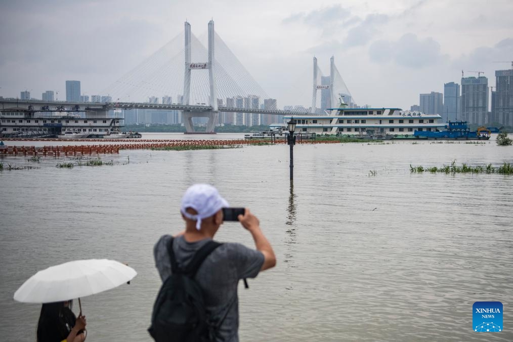 A citizen takes photos of the marshland by the Yangtze River in Hankou of Wuhan, central China's Hubei Province, July 2, 2024. Water levels in sections of the middle and lower reaches of the Yangtze River -- China's longest river -- below the estuary of Dongting Lake, have exceeded the warning mark, according to the Ministry of Water Resources Tuesday. (Photo: Xinhua)