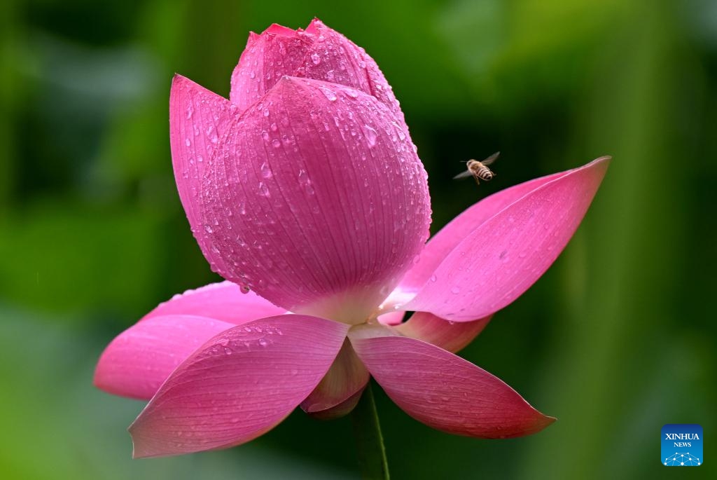 This photo taken on July 2, 2024 shows a lotus flower at a park in Shijiazhuang City, north China's Hebei Province. (Photo: Xinhua)