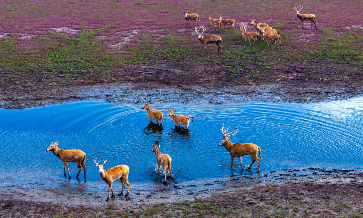 Groups of elk live, play, and run in slimy mud wetlands in Yancheng, East China's Jiangsu Province on July 3, 2024. Photo: VCG