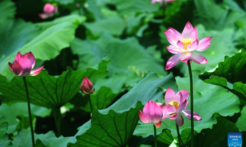 This photo taken on July 3, 2024 shows blooming lotus flowers at the West Lake in Hangzhou, east China's Zhejiang Province. (Photo: Xinhua)