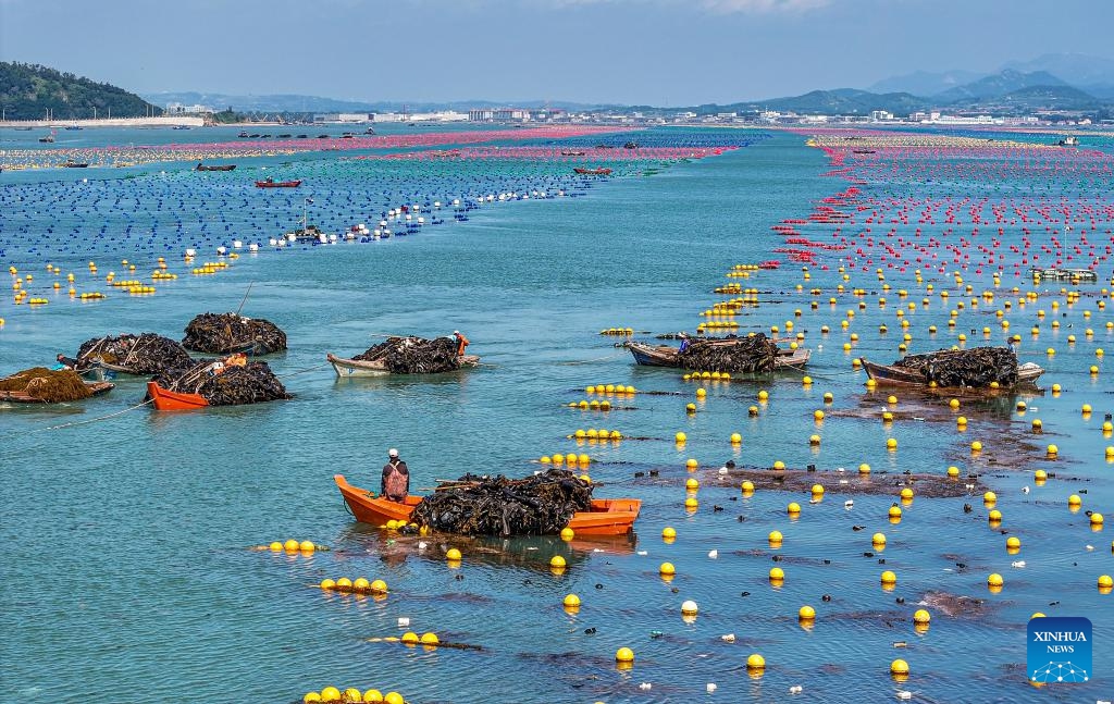 An aerial drone photo taken on July 3, 2024 shows workers harvesting kelp in Lidao Township of Rongcheng City, east China's Shandong Province. Nearly 90 percent of the 150,000 mu (about 10,000 hectares) of kelp in Rongcheng City have been harvested so far. The annual output is expected to reach 1.7 million tonnes. (Photo: Xinhua)