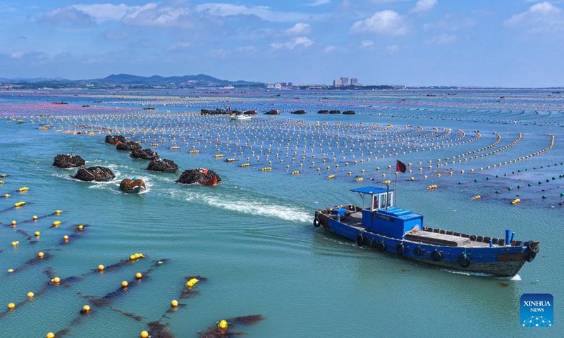 An aerial drone photo taken on July 3, 2024 shows boats loaded with newly harvested kelp heading for the dock in Lidao Township of Rongcheng City, east China's Shandong Province. Nearly 90 percent of the 150,000 mu (about 10,000 hectares) of kelp in Rongcheng City have been harvested so far. The annual output is expected to reach 1.7 million tonnes. (Photo: Xinhua)