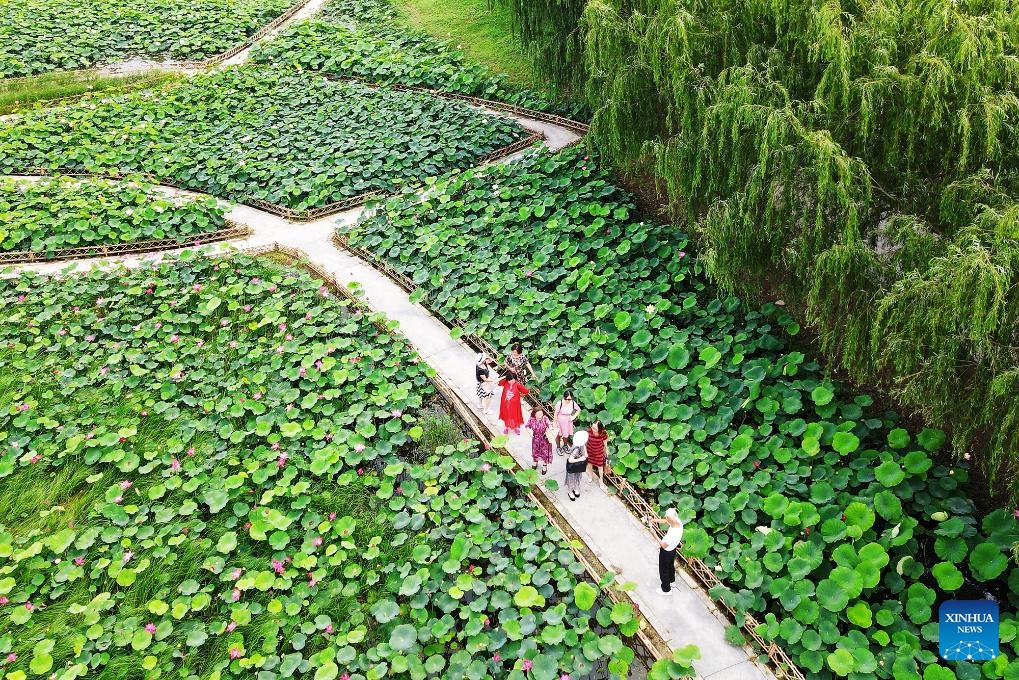 An aerial drone photo taken on July 3, 2024 shows people enjoying lotus flowers in Rugao City, east China's Jiangsu Province. (Photo: Xinhua)