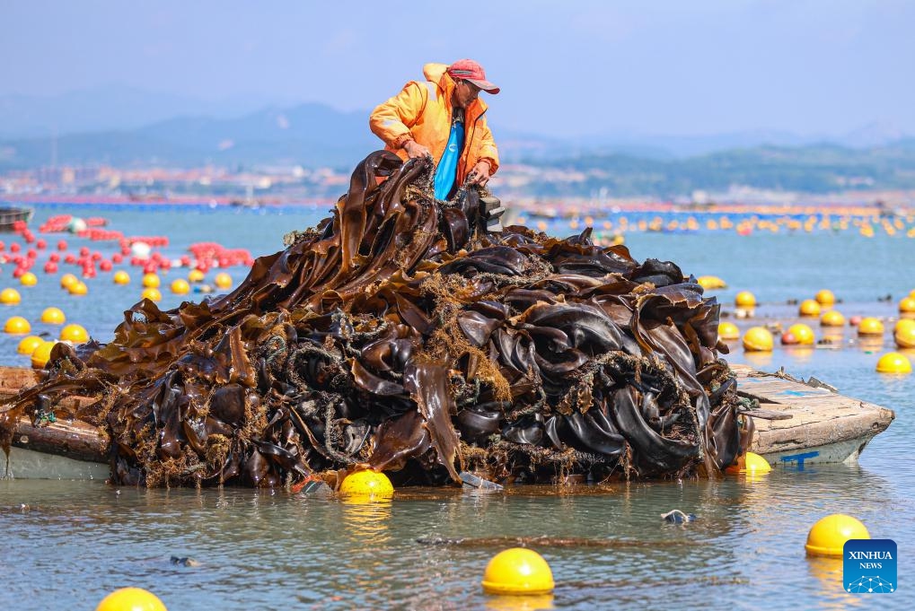 A worker harvests kelp in Lidao Township of Rongcheng City, east China's Shandong Province on July 3, 2024. Nearly 90 percent of the 150,000 mu (about 10,000 hectares) of kelp in Rongcheng City have been harvested so far. The annual output is expected to reach 1.7 million tonnes. (Photo: Xinhua)