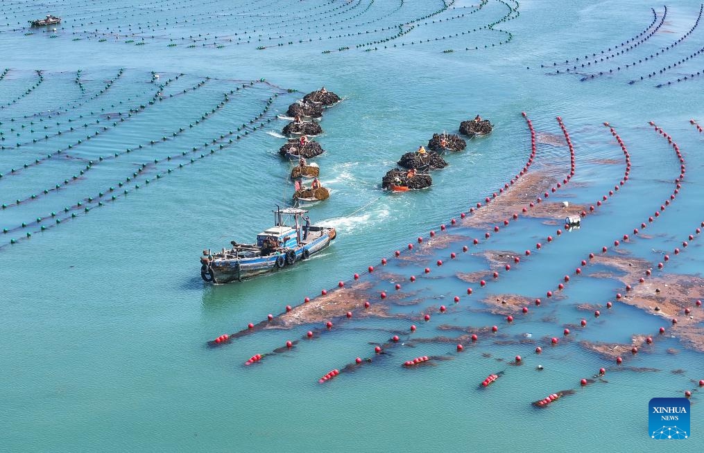 An aerial drone photo taken on July 3, 2024 shows boats loaded with newly harvested kelp heading for the dock in Lidao Township of Rongcheng City, east China's Shandong Province. Nearly 90 percent of the 150,000 mu (about 10,000 hectares) of kelp in Rongcheng City have been harvested so far. The annual output is expected to reach 1.7 million tonnes. (Photo: Xinhua)