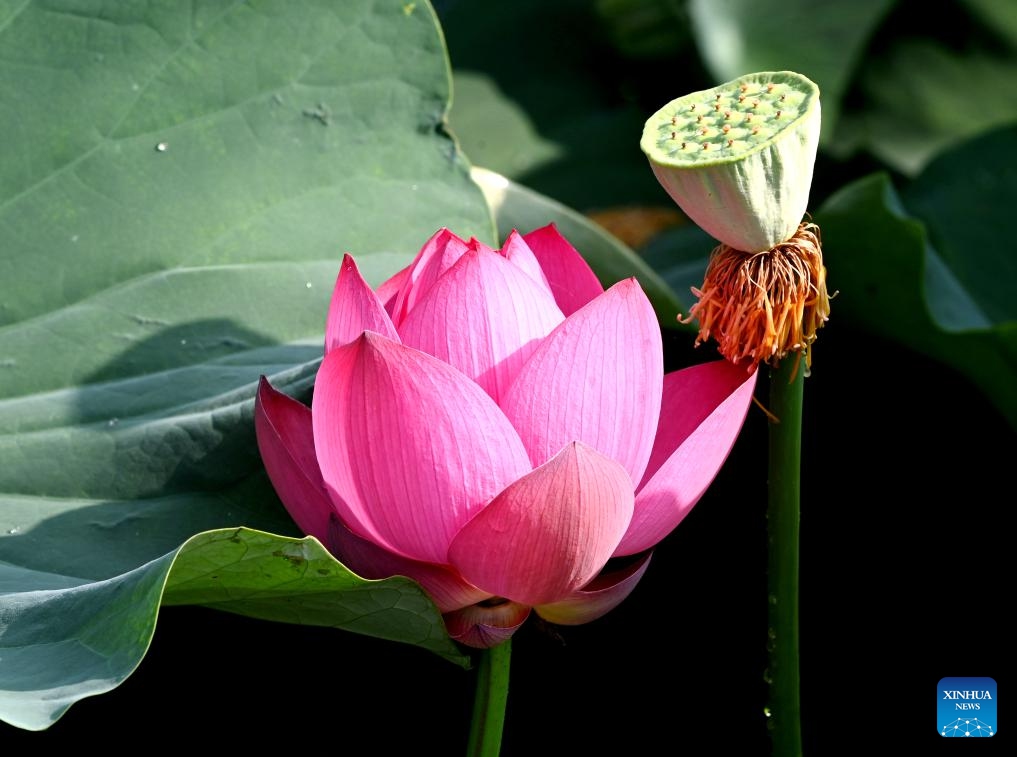 This photo taken on July 2, 2024 shows a lotus flower at a park in Qinyang City, central China's Henan Province. (Photo: Xinhua)