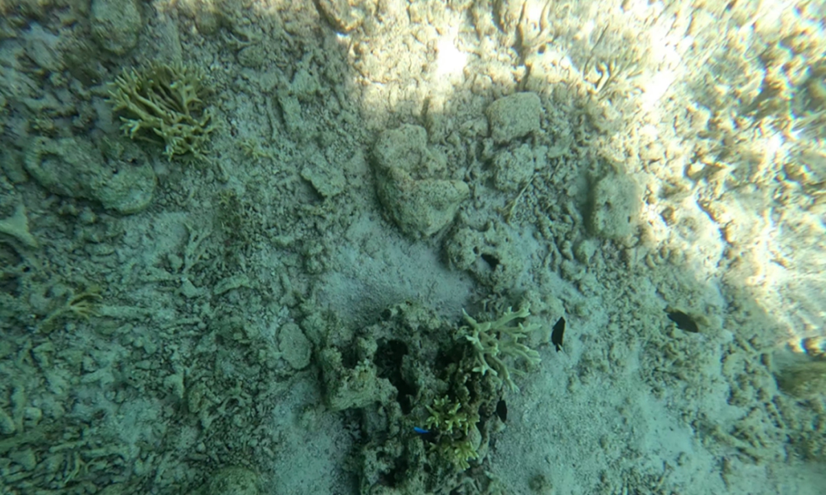 Photo taken by scientists who dived in the water near Ren'ai Jiao shows dead corals scattered in the reef flat. Photo: Courtesy of South China Sea Ecological Center of China's Ministry of Natural Resources