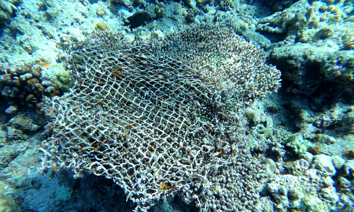 Photo taken by scientists who dived in the water near Ren'ai Jiao shows fishing nets and threads on the seabed. Photo: Courtesy of South China Sea Ecological Center of China's Ministry of Natural Resources