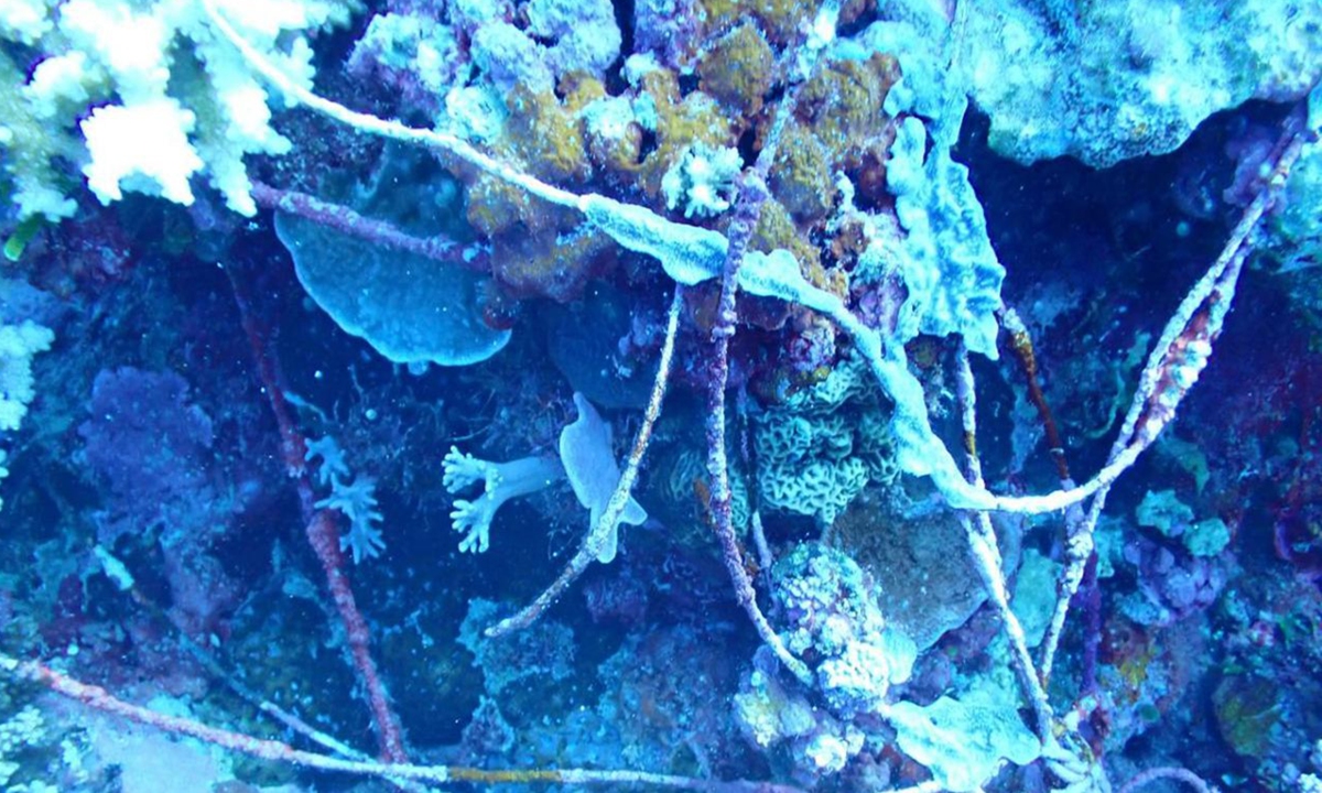 Photo taken by scientists who dived in the water near Ren'ai Jiao shows fishing nets and threads on the seabed. Photo: Courtesy of South China Sea Ecological Center of China's Ministry of Natural Resources