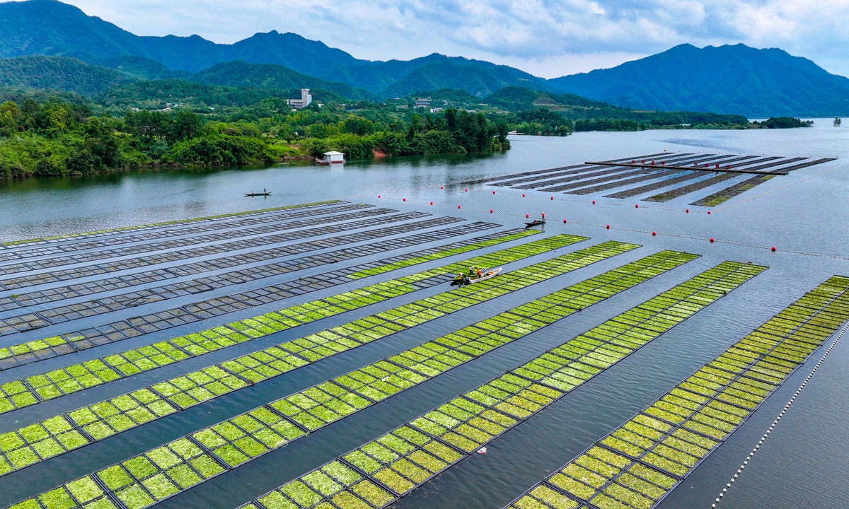 Workers plant water spinach at the ecological floating island in Qiandao Lake, Hangzhou, East China's Zhejiang Province, on July 9, 2024. Photo: VCG