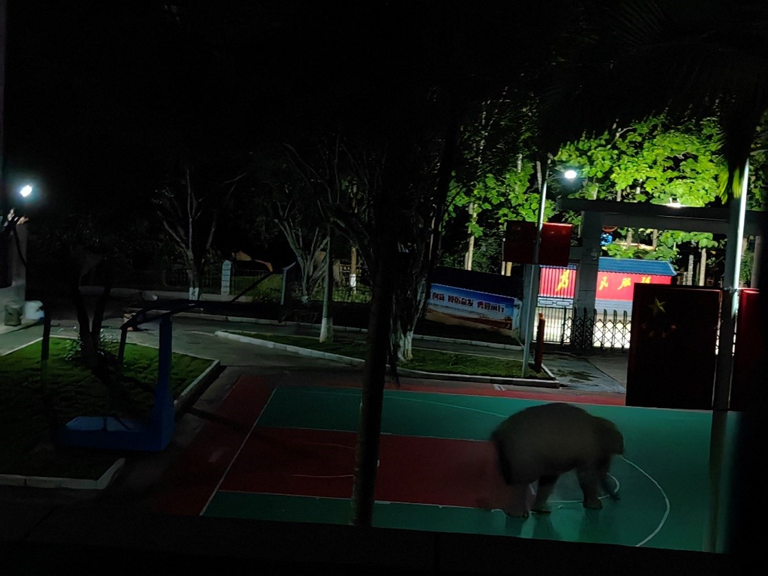 An elephant plays on the basketball court of a border checkpoint in Southwest China's Yunnan Province. Photo: People's Daily