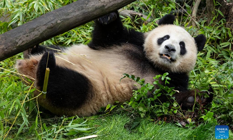 A first-look photo released by San Diego Zoo Wildlife Alliance on July 9, 2024 shows Xin Bao, a nearly four-year-old female panda, at her new home at the San Diego Zoo in San Diego, California, the United States. (Photo: Xinhua)