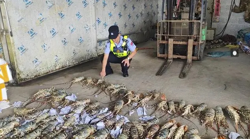 Police in Southwest China's Guangxi Zhuang Autonomous Region have seized a batch of suspected smuggled live lobsters in a cornfield within the border jurisdiction. Photo: Xinhua