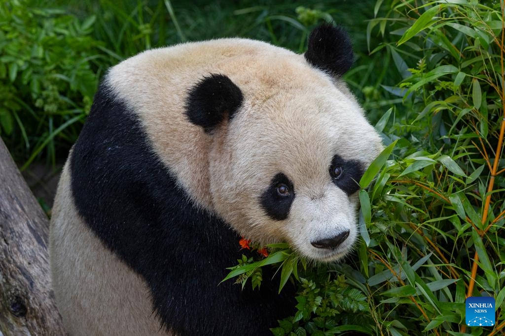 A first-look photo released by San Diego Zoo Wildlife Alliance on July 9, 2024 shows Yun Chuan, an almost five-year-old male panda, at his new home at the San Diego Zoo in San Diego, California, the United States. (Photo: Xinhua)