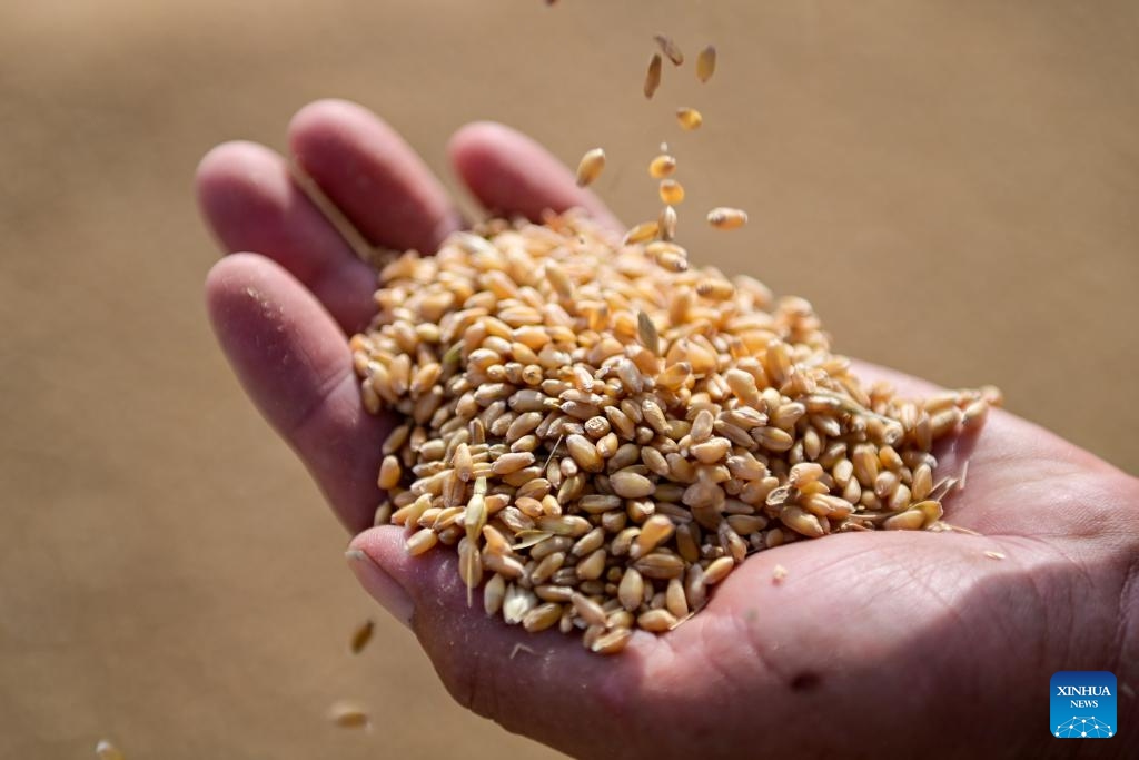 A staff checks newly harvested wheat at a storehouse of a grain and oil company in Qitai County, Changji Hui Autonomous Prefecture, northwest China's Xinjiang Uygur Autonomous Region, July 9, 2024. In recent days, Qitai County, a major wheat production area in northwest China's Xinjiang, greets its harvest season. (Photo: Xinhua)