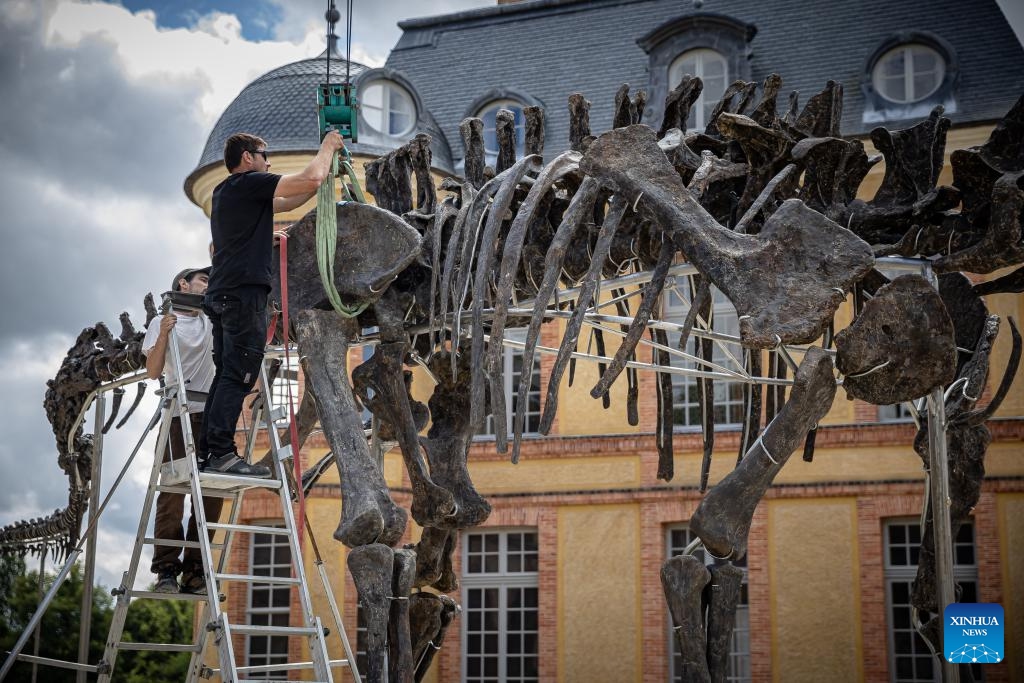 Workers assemble the skeleton of an Apatosaurus' dinosaur at the Dampierre-en-Yvelines castle in Dampierre-en-Yvelines, south of Paris, France, July 10, 2024. Measuring 21 meters long, this skeleton from about 150 million years ago is scheduled for auction in November this year. (Photo: Xinhua)