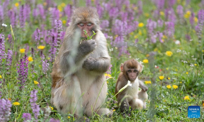 Tibetan macaques are seen near a national highway in Sertar County, the Tibetan Autonomous Prefecture of Garze, southwest China's Sichuan Province, July 9, 2024. A group of Tibetan macaques with their cubs forage on the roadside of a national highway here. (Photo: Xinhua)