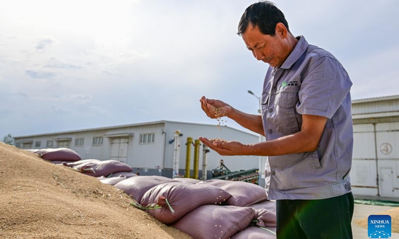 A staff member checks newly harvested wheat at a storehouse of a grain and oil company in Qitai County, Changji Hui Autonomous Prefecture, northwest China's Xinjiang Uygur Autonomous Region, July 9, 2024. In recent days, Qitai County, a major wheat production area in northwest China's Xinjiang, greets its harvest season. (Photo: Xinhua)