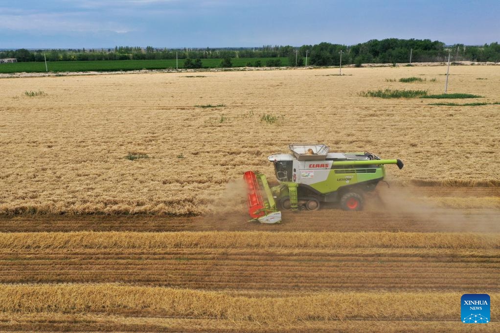 A drone photo taken on July 9, 2024 shows a reaper harvesting wheat in Qitai County, Changji Hui Autonomous Prefecture, northwest China's Xinjiang Uygur Autonomous Region. In recent days, Qitai County, a major wheat production area in northwest China's Xinjiang, greets its harvest season. (Photo: Xinhua)