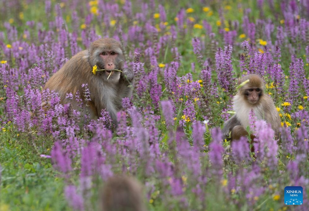 Tibetan macaques are seen near a national highway in Sertar County, the Tibetan Autonomous Prefecture of Garze, southwest China's Sichuan Province, July 9, 2024. A group of Tibetan macaques with their cubs forage on the roadside of a national highway here. (Photo: Xinhua)