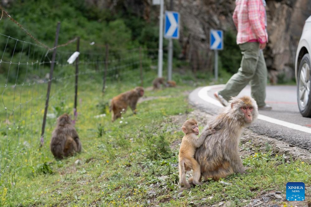 Tibetan macaques are seen near a national highway in Sertar County, the Tibetan Autonomous Prefecture of Garze, southwest China's Sichuan Province, July 9, 2024. A group of Tibetan macaques with their cubs forage on the roadside of a national highway here. (Photo: Xinhua)