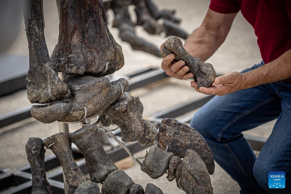 A worker assembles the skeleton of an Apatosaurus' dinosaur at the Dampierre-en-Yvelines castle in Dampierre-en-Yvelines, south of Paris, France, July 10, 2024. Measuring 21 meters long, this skeleton from about 150 million years ago is scheduled for auction in November this year. (Photo: Xinhua)