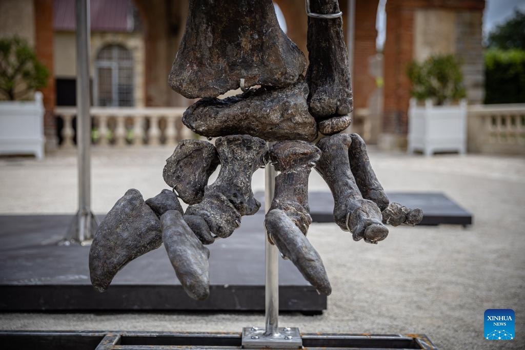 This photo taken on July 10, 2024 shows part of an Apatosaurus' dinosaur skeleton at the Dampierre-en-Yvelines castle prior to an auction in Dampierre-en-Yvelines, south of Paris, France. Measuring 21 meters long, this skeleton from about 150 million years ago is scheduled for auction in November this year. (Photo: Xinhua)