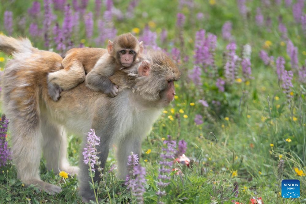 Tibetan macaques are seen near a national highway in Sertar County, the Tibetan Autonomous Prefecture of Garze, southwest China's Sichuan Province, July 9, 2024. A group of Tibetan macaques with their cubs forage on the roadside of a national highway here. (Photo: Xinhua)