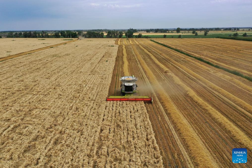 A drone photo taken on July 9, 2024 shows a reaper harvesting wheat in Qitai County, Changji Hui Autonomous Prefecture, northwest China's Xinjiang Uygur Autonomous Region. In recent days, Qitai County, a major wheat production area in northwest China's Xinjiang, greets its harvest season. (Photo: Xinhua)