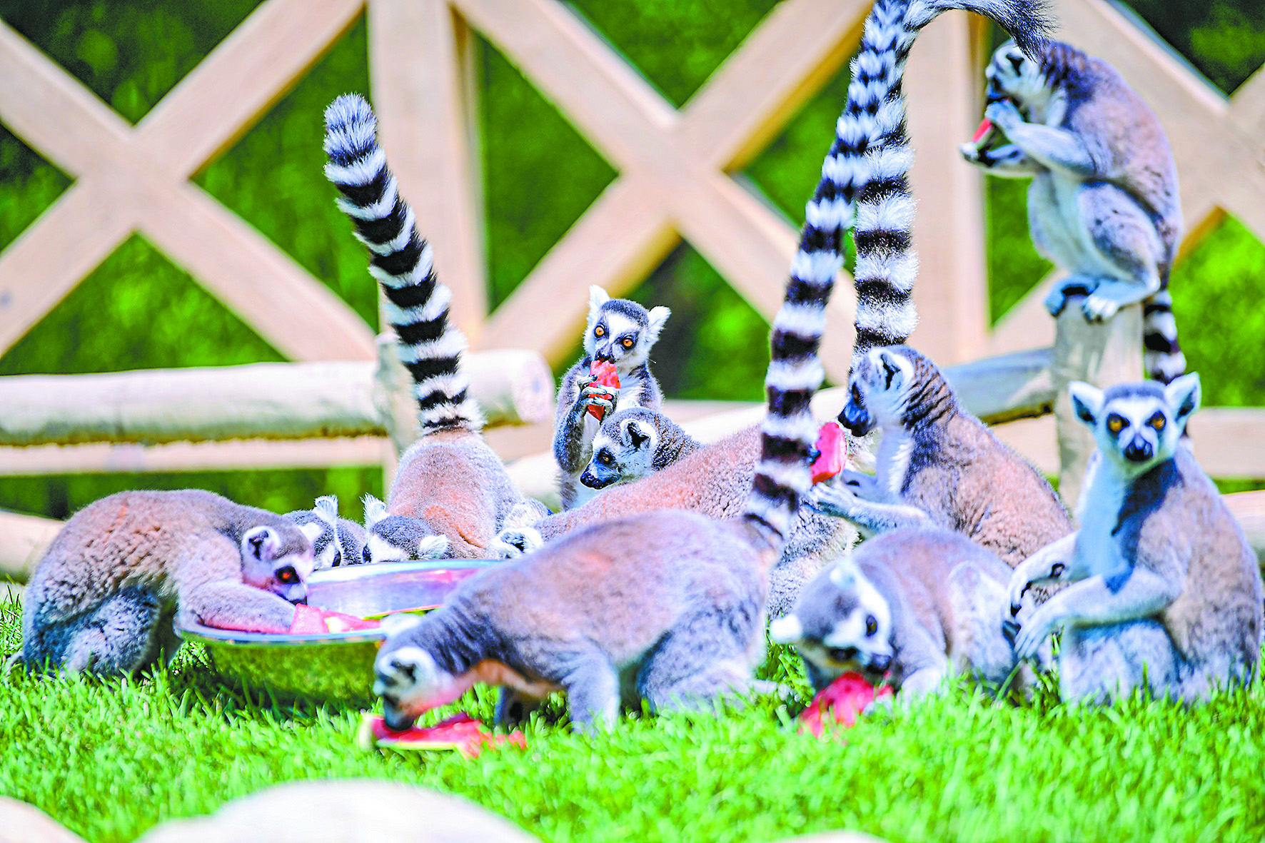 Ring-tailed lemurs eat melon at Shenyang Forest Zoological Garden in Northeast China's Liaoning Province on July 10, 2024. Photo: VCG