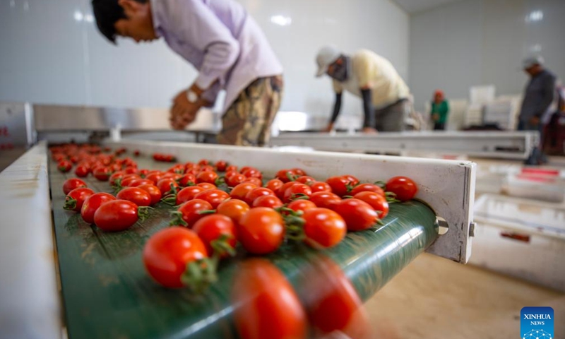 Farmers sort out cherry tomatoes in Tongxin County of Wuzhong, northwest China's Ningxia Hui Autonomous Region, July 11, 2024. In recent years, Tongxin County, which is located in an arid region, has attached great importance to the development of facility agriculture. These facilities not only effectively guarantee the supply of agricultural products in the water-deficient county, but have also serve as an important catalyst to generating lucrative job opportunities for local farmers. (Xinhua/Yang Zhisen)