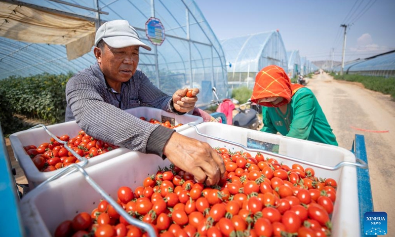 Farmers load newly harvested cherry tomatoes in Tongxin County of Wuzhong, northwest China's Ningxia Hui Autonomous Region, July 11, 2024. 