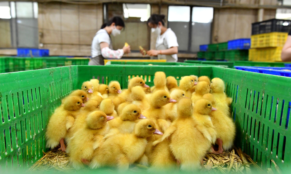 Farmers in Guodian township, Shangqiu city in Central China's Henan Province, feed newly hatched ducks on July 14, 2024. In recent years, Guodian has accelerated its agricultural industrialization. The town has established 31 farming zones, raising 1.2 million egg-laying ducks, with annual sales revenue exceeding 2 billion yuan ($280 million). 
Photo: VCG