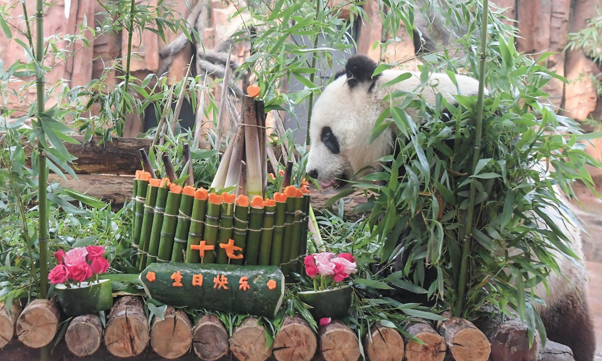 Giant panda Hua Ao enjoys his 