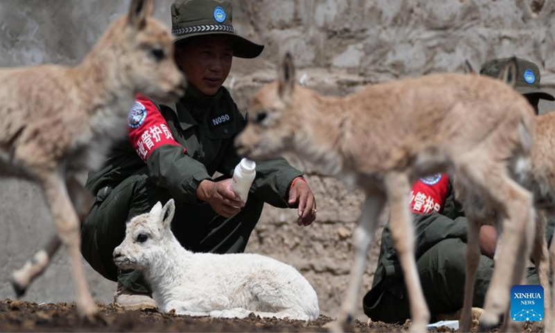 A ranger feeds a Tibetan antelope cub in Nyima County of Nagqu City, southwest China's Xizang Autonomous Region, July 13, 2024. 